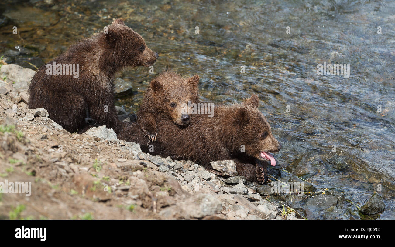 Brown bear cubs waiting for her mom by the shoreline of Brooks River, Katmai National Park, Alaska, United States of America. Stock Photo