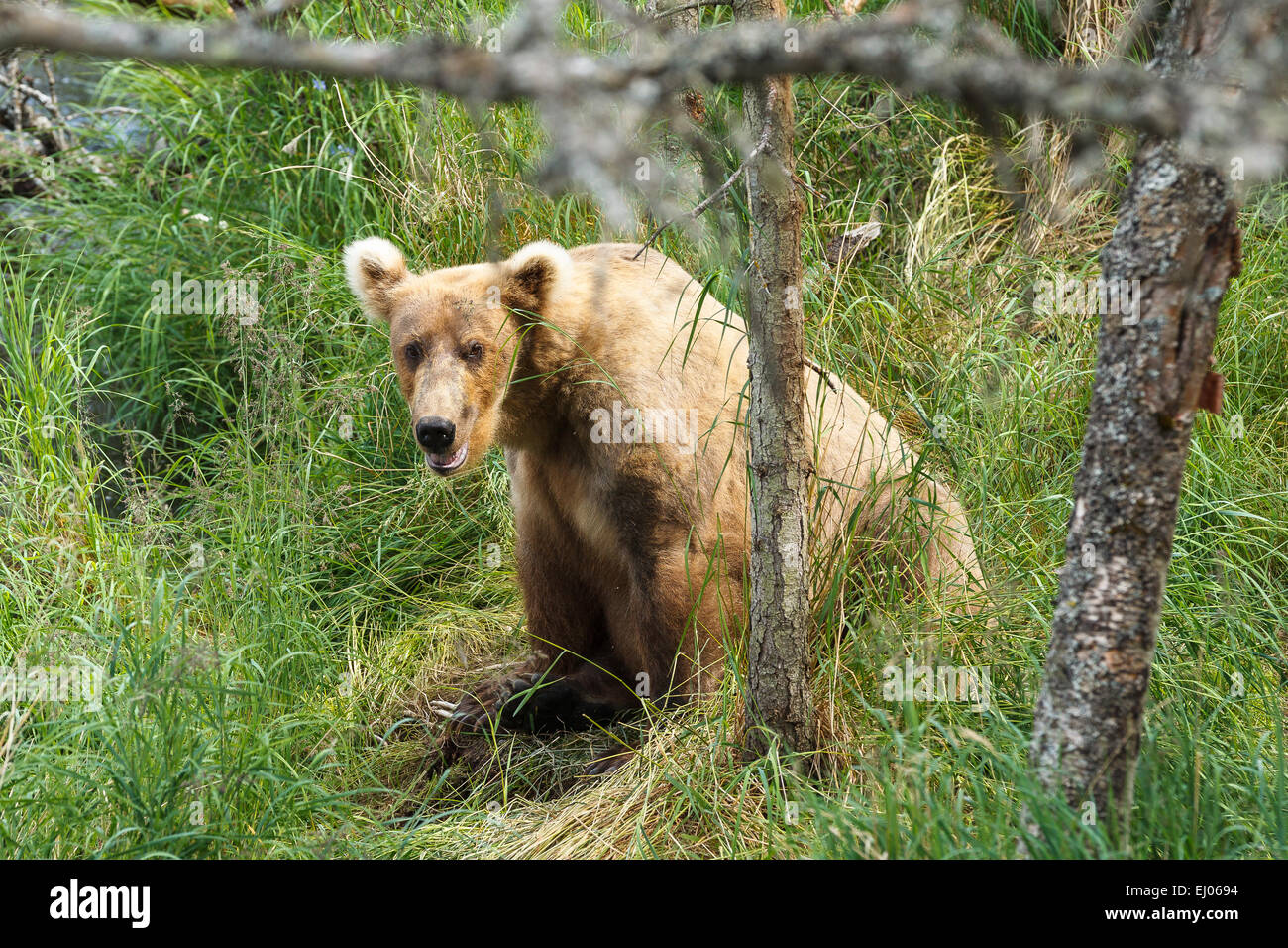 A brown bear near the Brooks River shoreline in Katmai National Park, Alaska, United States of America. Stock Photo