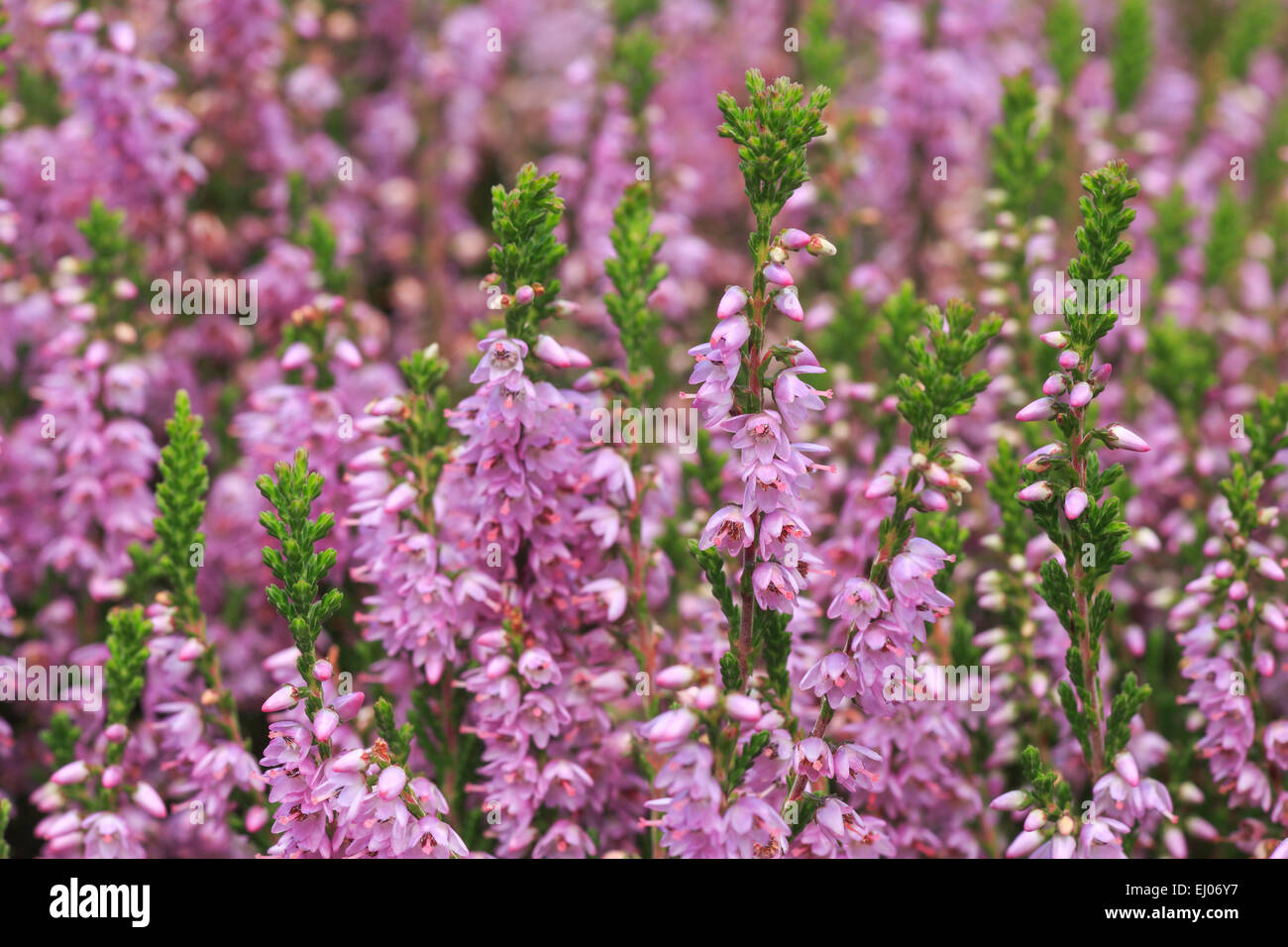 Flower, detail, Erica, Great Britain, Heather, moor, macro, close-up, Scotland, Europe, blossom, blossoming, green, mauve, pink, Stock Photo