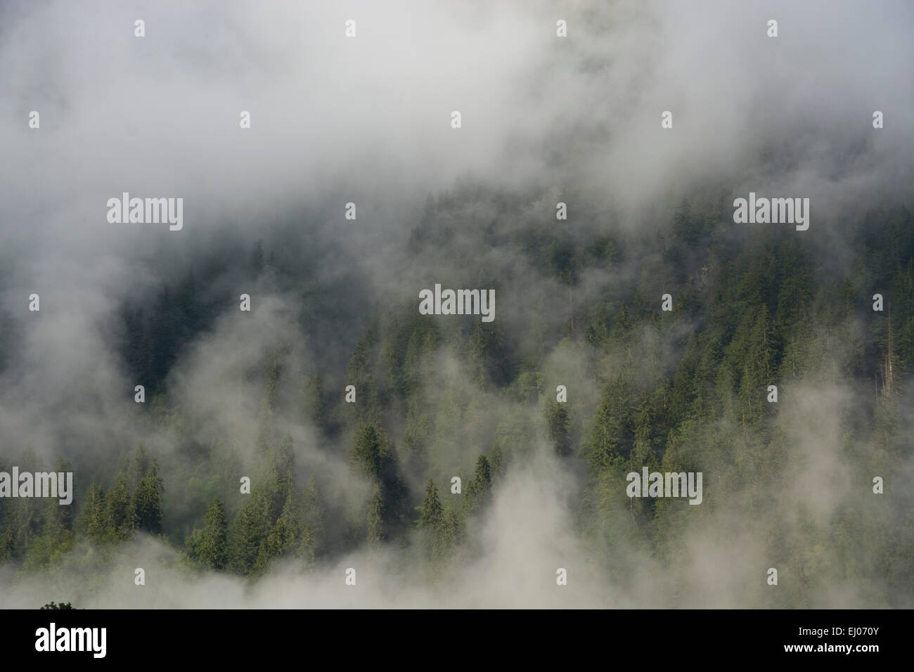 Switzerland, Europe, Ticino, Bosco Gurin, wood, forest, mountain wood, fog, coniferous forest, Parco Nazionale del Locarnese Stock Photo