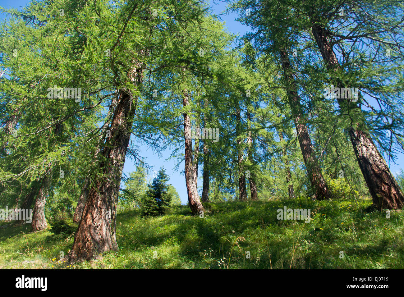 Switzerland, Europe, Ticino, Bosco Gurin, wood, forest, coniferous forest, larch, European larch, Larix decidua, summer, Parco Na Stock Photo