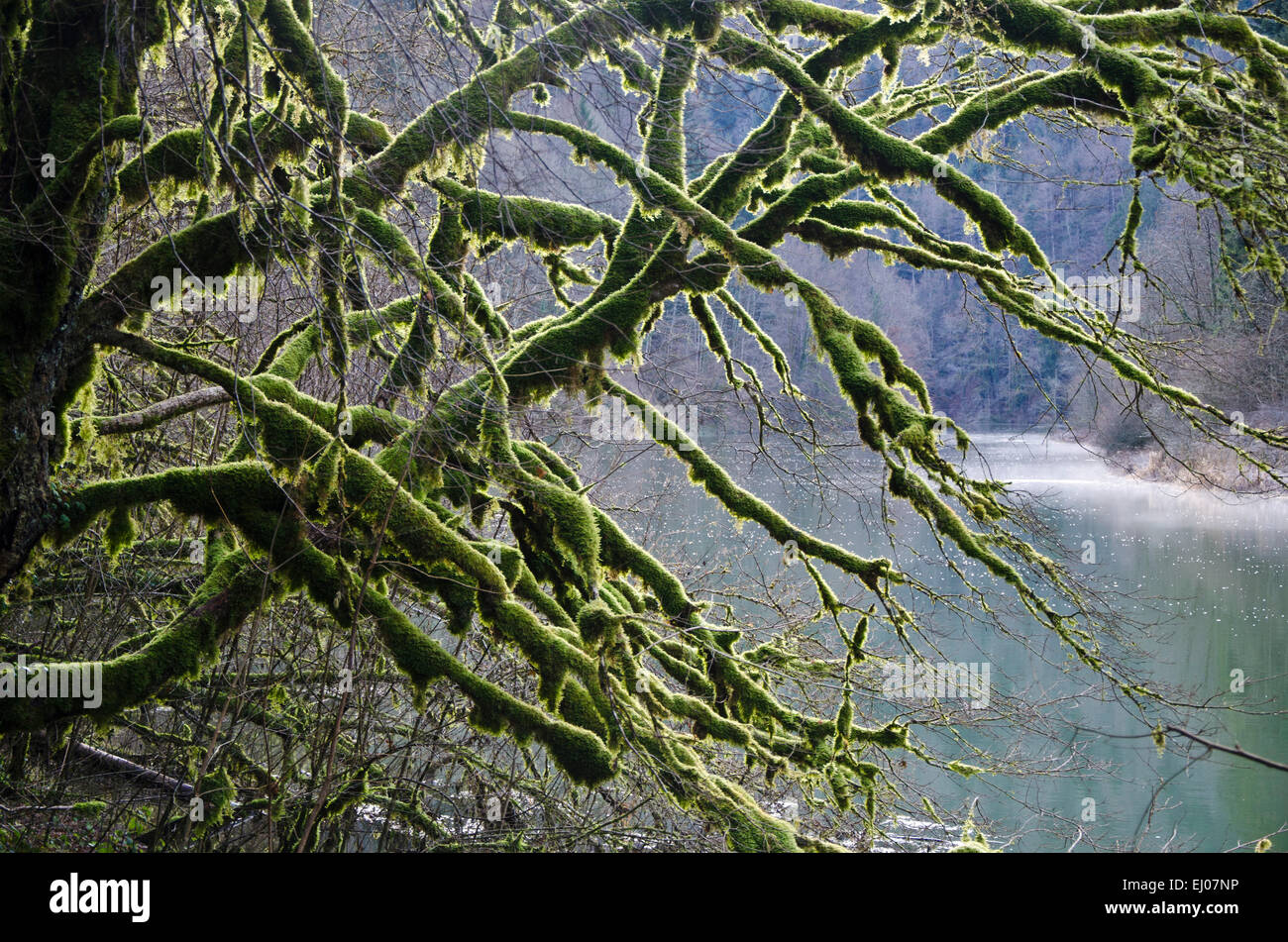 Switzerland, Europe, Jura, Doubs, river, flow, Le Theusseret, Goumois, Clos du Doubs, moss, tree, branches, knots, branches, wint Stock Photo