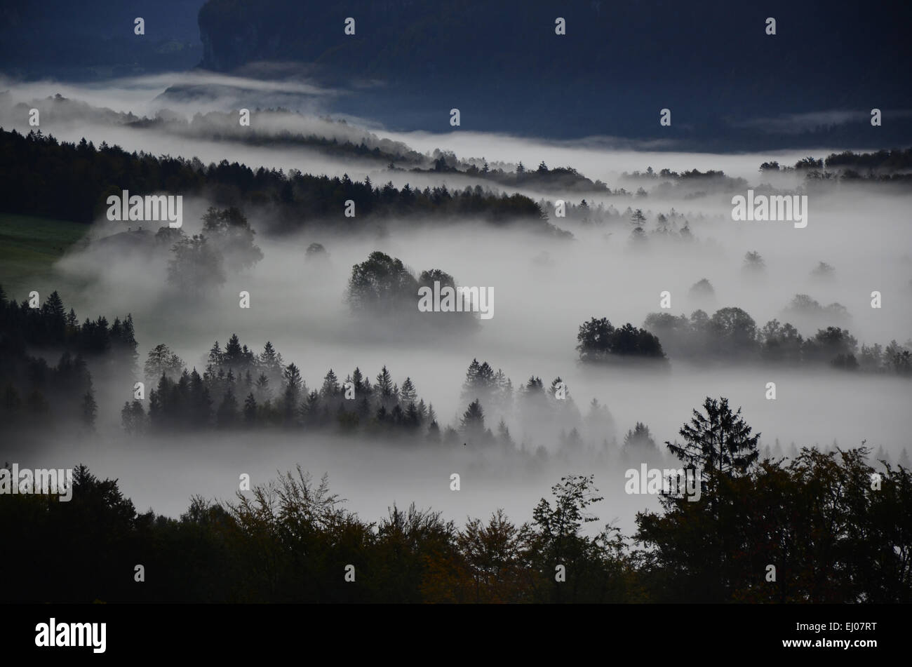 Switzerland, Europe, canton Bern, Bernese Oberland, Brienz, Schwanden, Hofstetten, wood, forest, fog, tree points Stock Photo