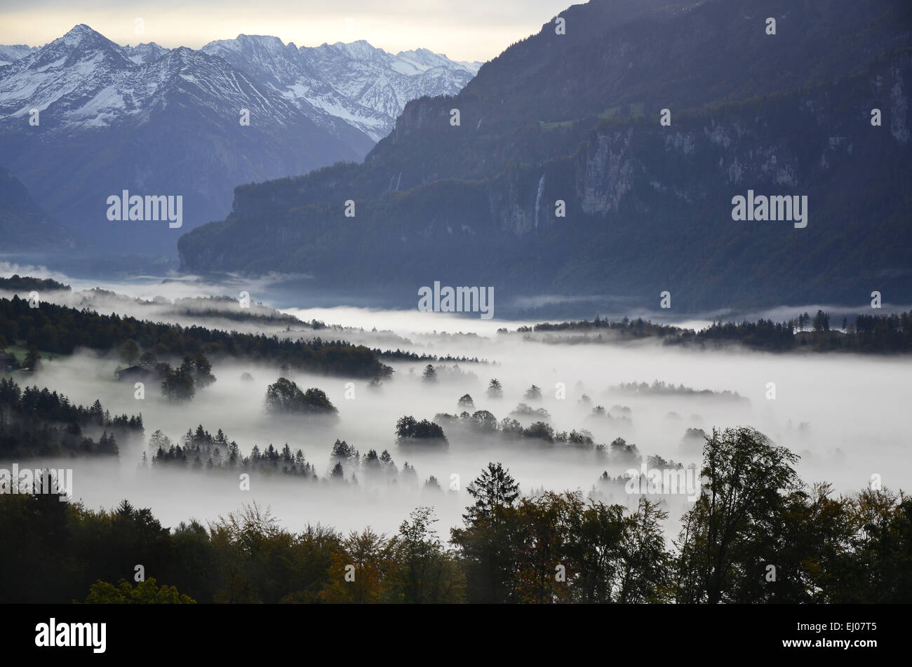 Switzerland, Europe, canton Bern, Bernese Oberland, Brienz, Schwanden, Hofstetten, wood, forest, fog, tree points, Haslital, moun Stock Photo