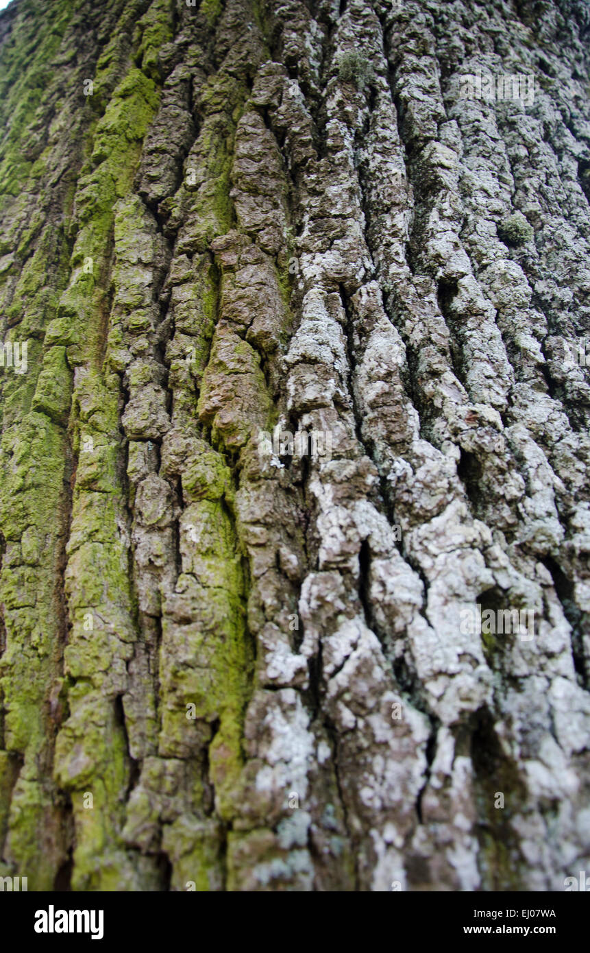 Switzerland, Europe, Baselland, oak, bark, trunk, lichens Stock Photo