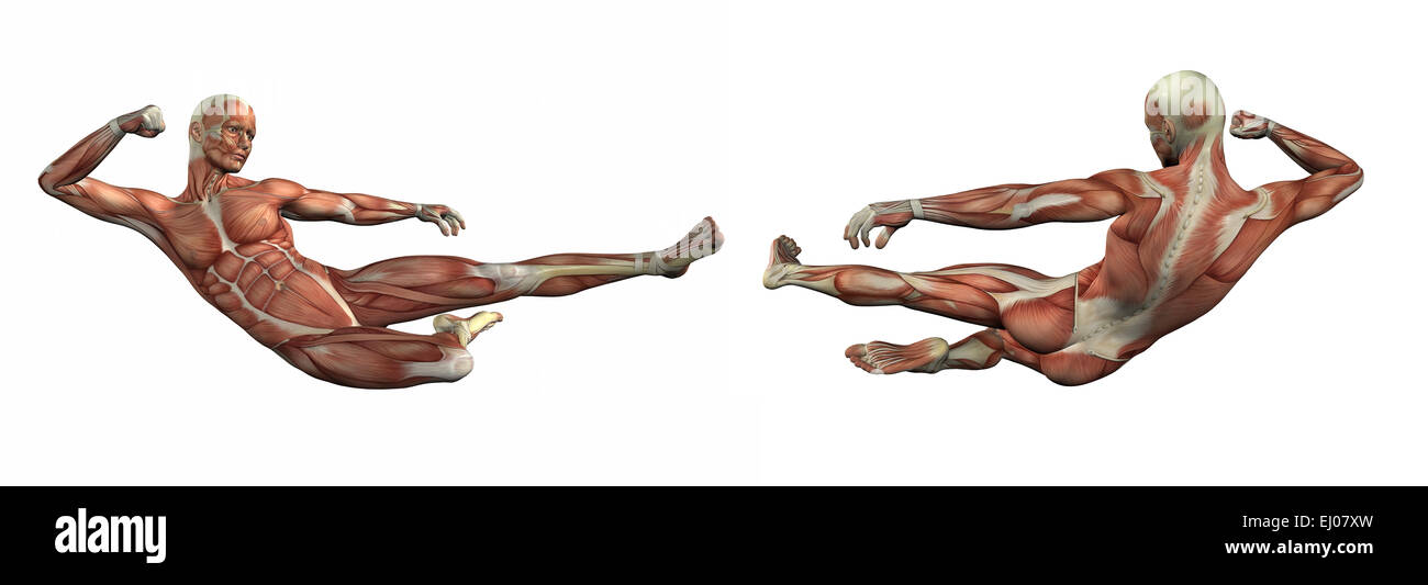3d render illustration of the muscular system Stock Photo