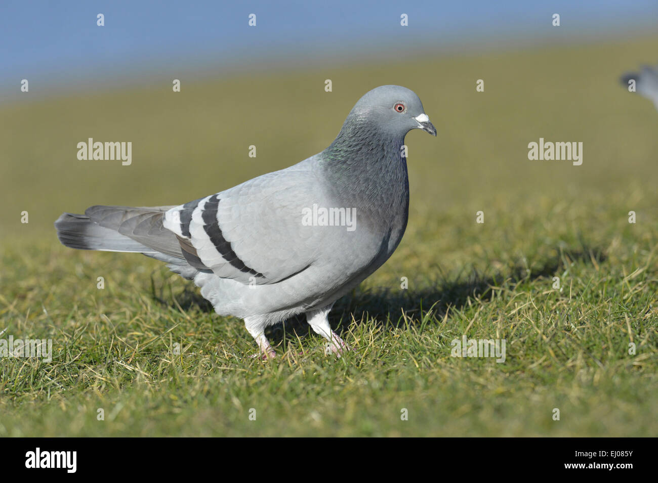 Feral Pigeon or Rock Dove - Columba livia Stock Photo
