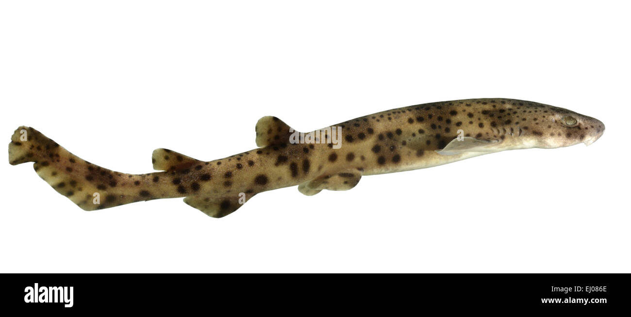 Nursehound or Bull Huss Scyliorhinus stellaris Stock Photo 79911734