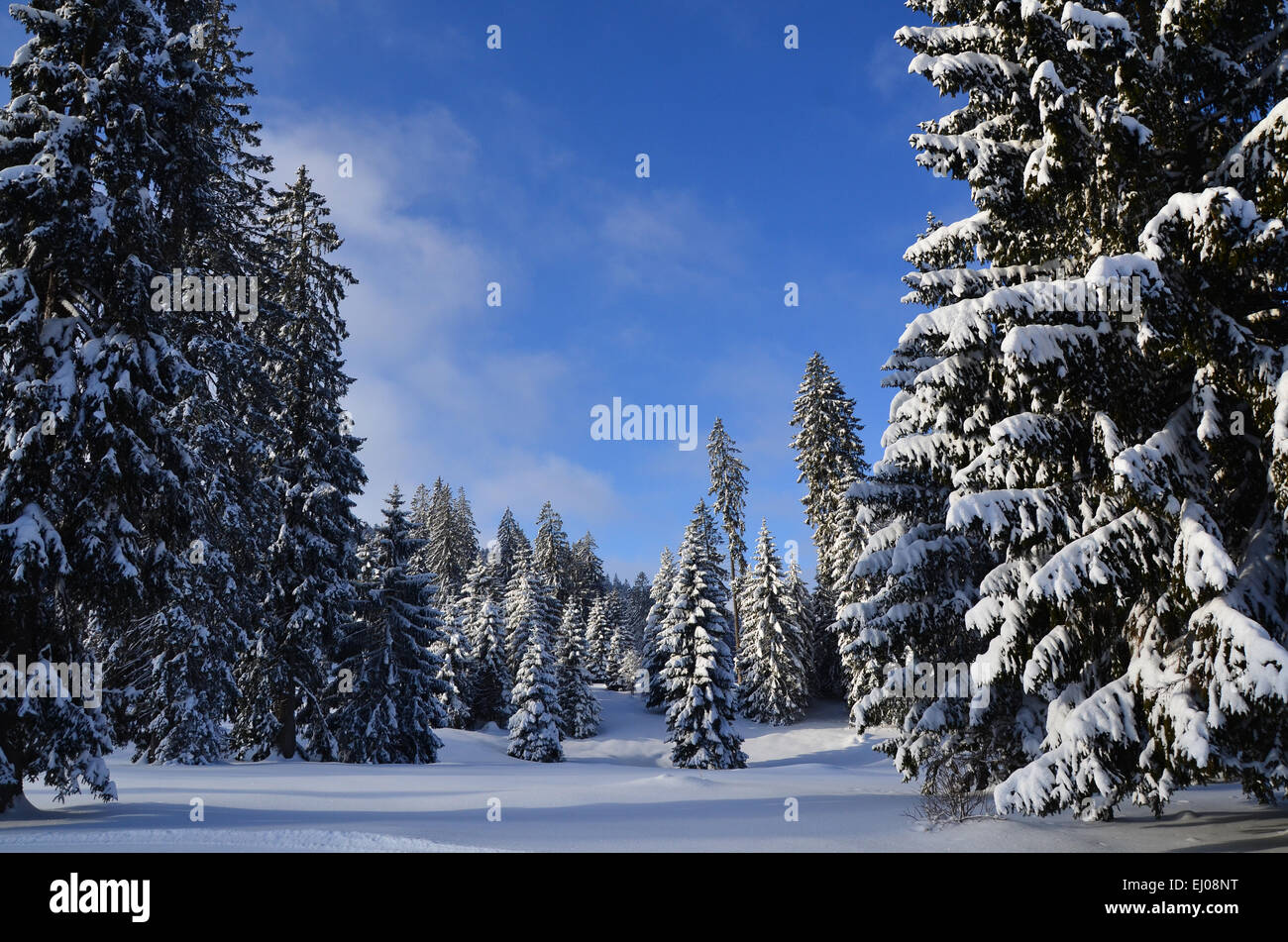 Switzerland, Europe, Jura, Freiberge, Franches Montagnes, Les Genevez, winter, snow, trees, firs Stock Photo