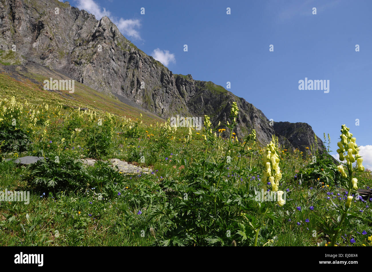 Switzerland, Europe, Ticino, Blenio, alpe di Camadra, meadow, mountain pasture, northern wolfsbane, aconitum, Aconitum vulparia Stock Photo