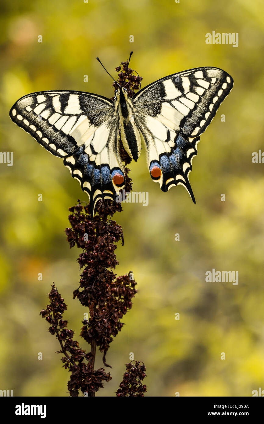 Animal, Butterfly, Insect, Lepidoptera, Old World swallowtail, Papilio machaon, Papilionidae, Swallowtail, Switzerland, Nature Stock Photo
