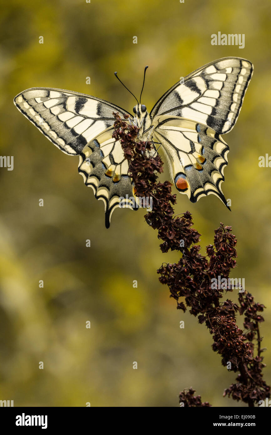 Animal, Butterfly, Insect, Lepidoptera, Old World swallowtail, Papilio machaon, Papilionidae, Swallowtail, Switzerland, Nature Stock Photo