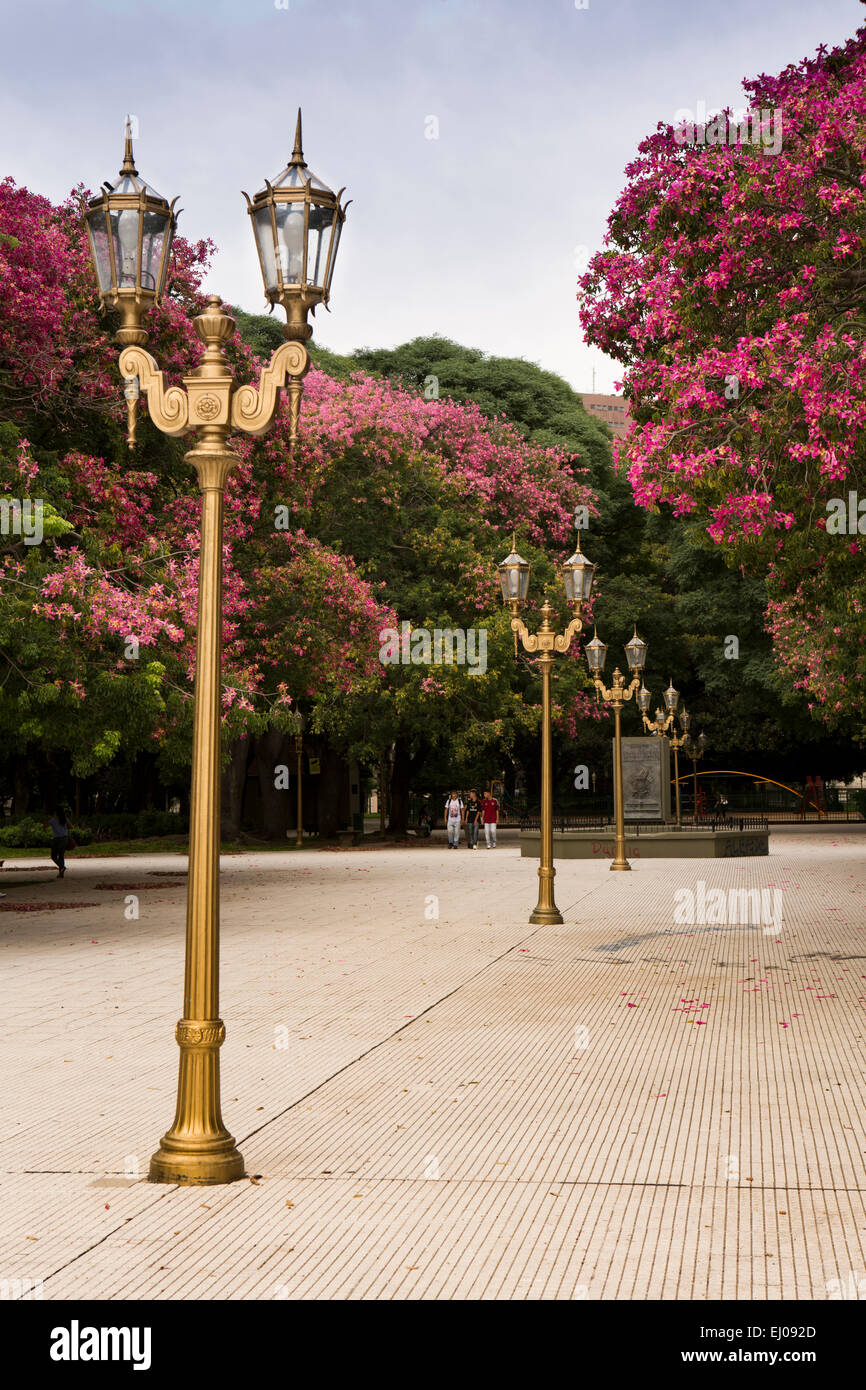 Argentina, Buenos Aires, Retiro, Plaza General San Martin, square lined with Silk Floss Tree, Ceiba Speciosa, Chorisia Speciosa Stock Photo