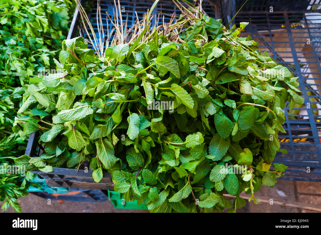 Mint leaves, for mint tea, Marche Central, Central market, Casablanca