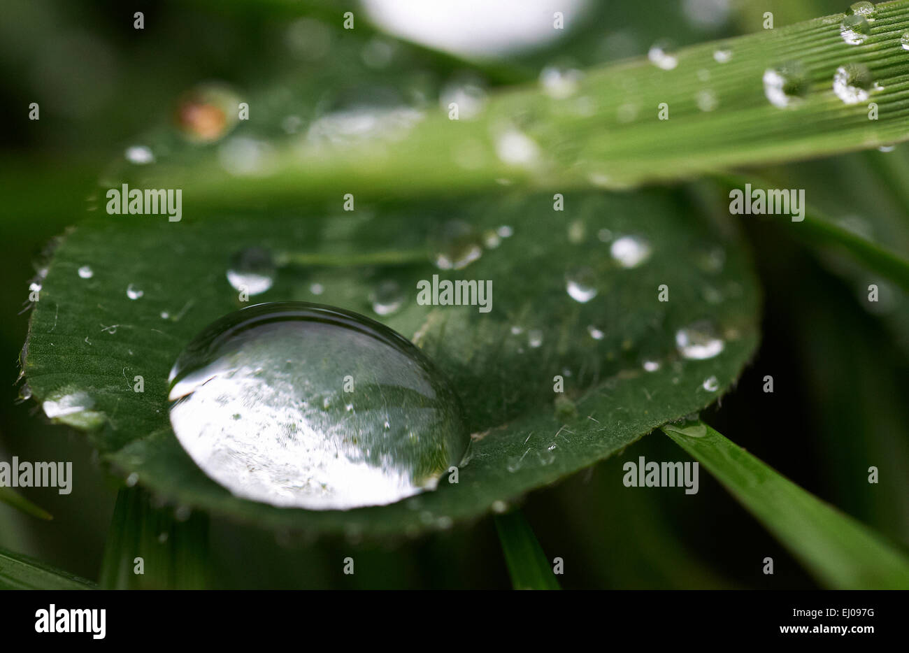 Water, dew, plant, drop, leaves, nature, dewdrop, humidity, moisture, Stock Photo