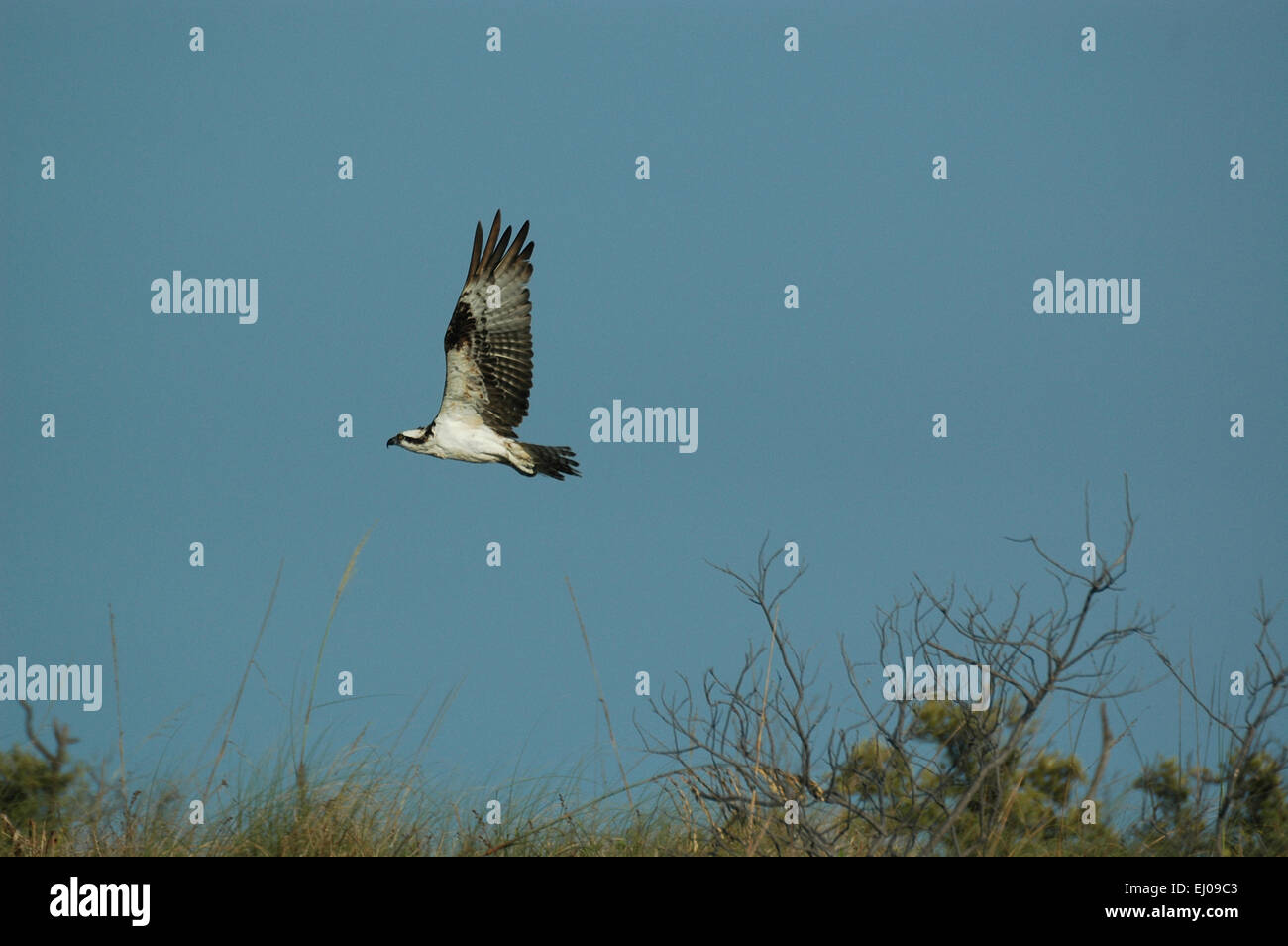 Florida, USA, osprey, Osprey, Pandion haliaetus, bird Stock Photo