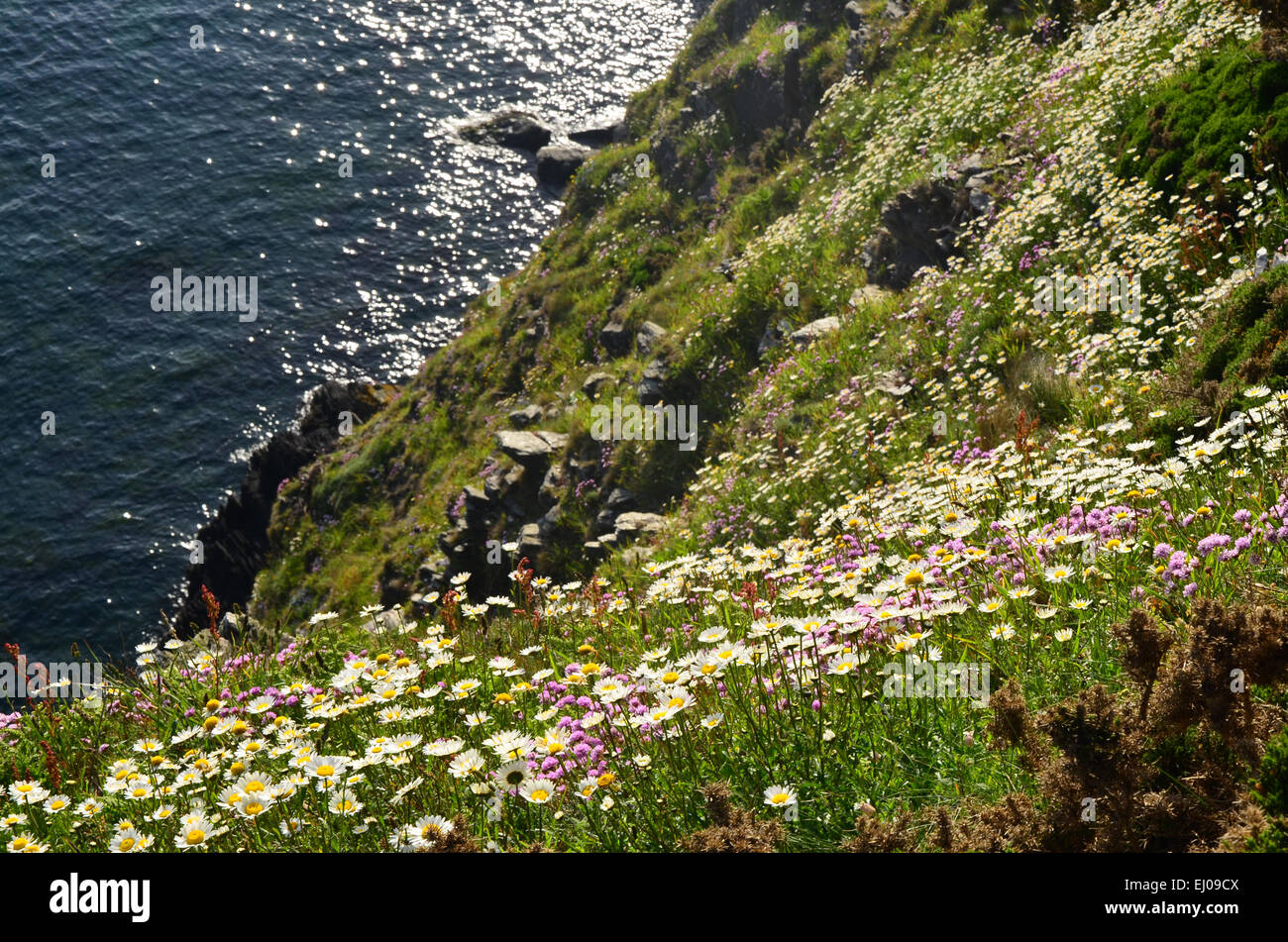 Wales, Great Britain, coast, Pembrokeshire, national park, Pembrokeshire Coast Path, Atlantic, Trefin, flowers, spring, sea Stock Photo