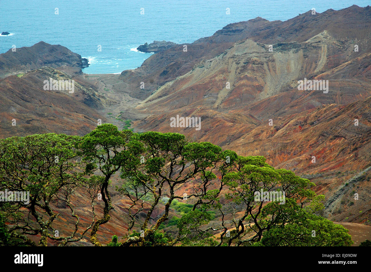 St. Helena, United Kingdom, UK, south Atlantic, island, isle, sea, volcano, lava, tree, endemically, Saint Helena gumwood, Commid Stock Photo