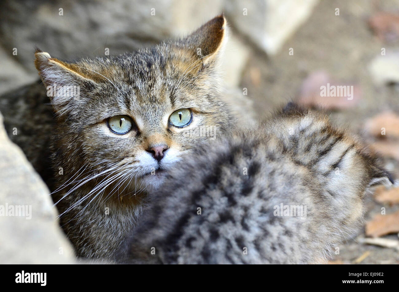 Wildcat, animal, Germany, Europe, predatory game, predator, predators, small cats, cats, cat, wild cats, Felis silvestris, wildca Stock Photo