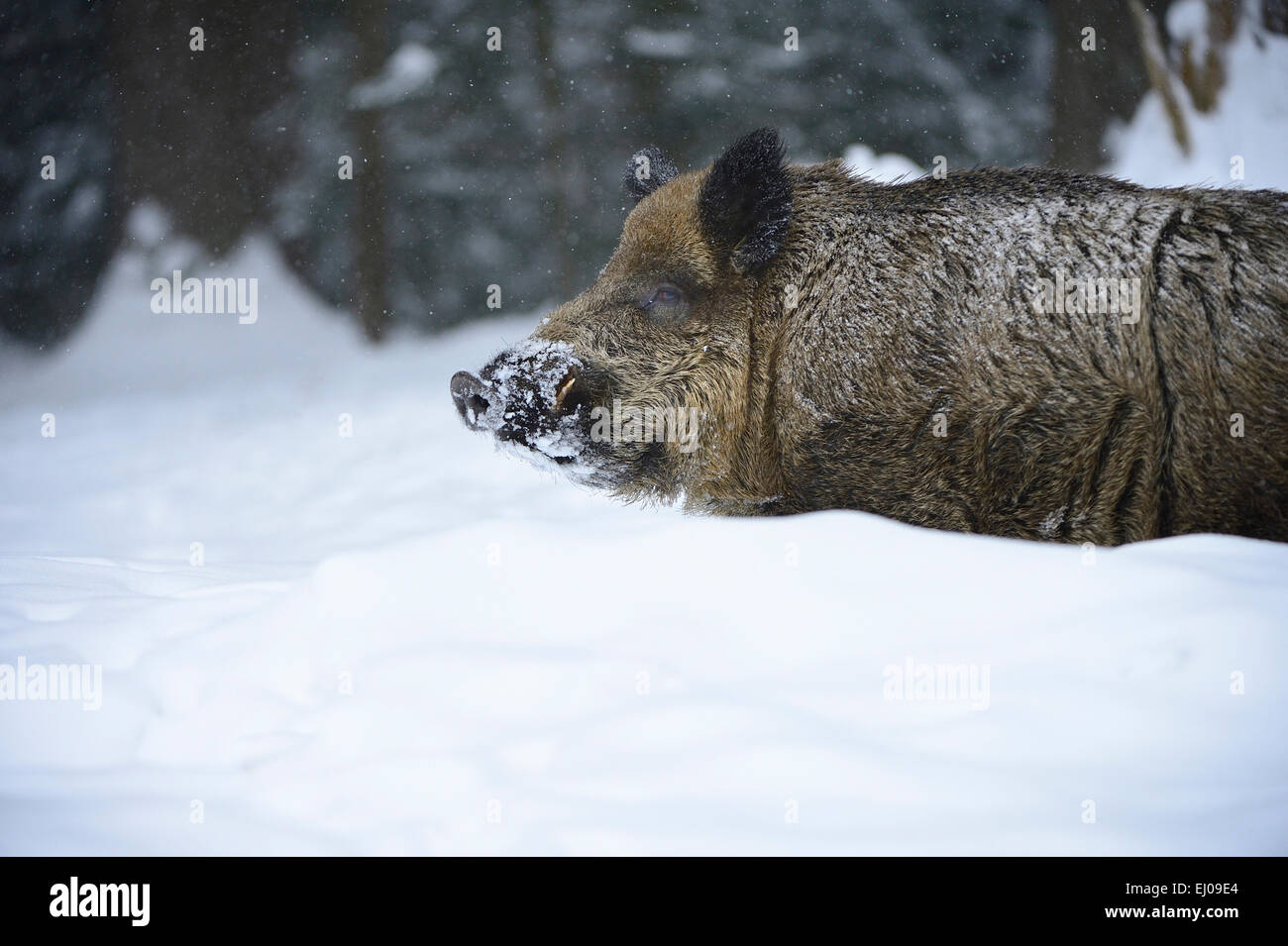 Wild boar, animal, Germany, Europe, Sus scrofa scrofa, sow, wild boars, black game, cloven-hoofed animal, pigs, pig, vertebrates, Stock Photo