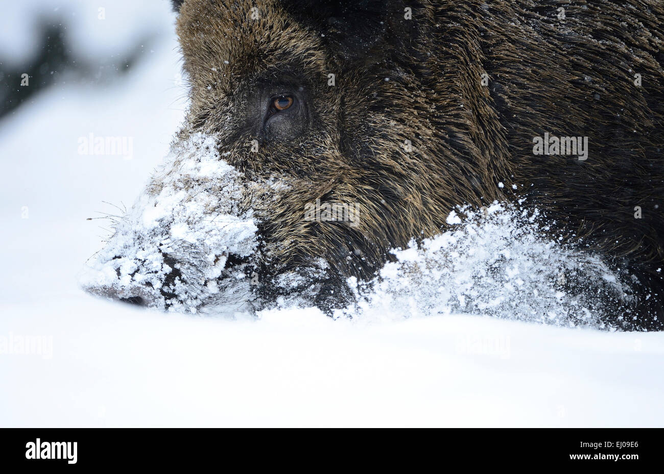 Wild boar, animal, Germany, Europe, Sus scrofa scrofa, sow, wild boars, black game, cloven-hoofed animal, pigs, pig, vertebrates, Stock Photo