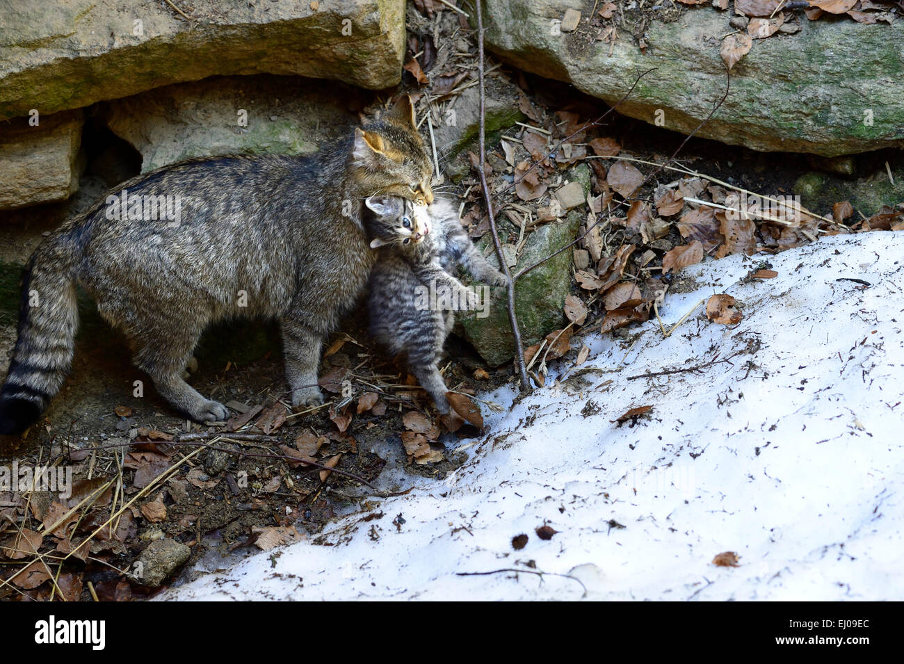 Wildcat, animal, Germany, Europe, predatory game, predator, predators, small cats, cats, cat