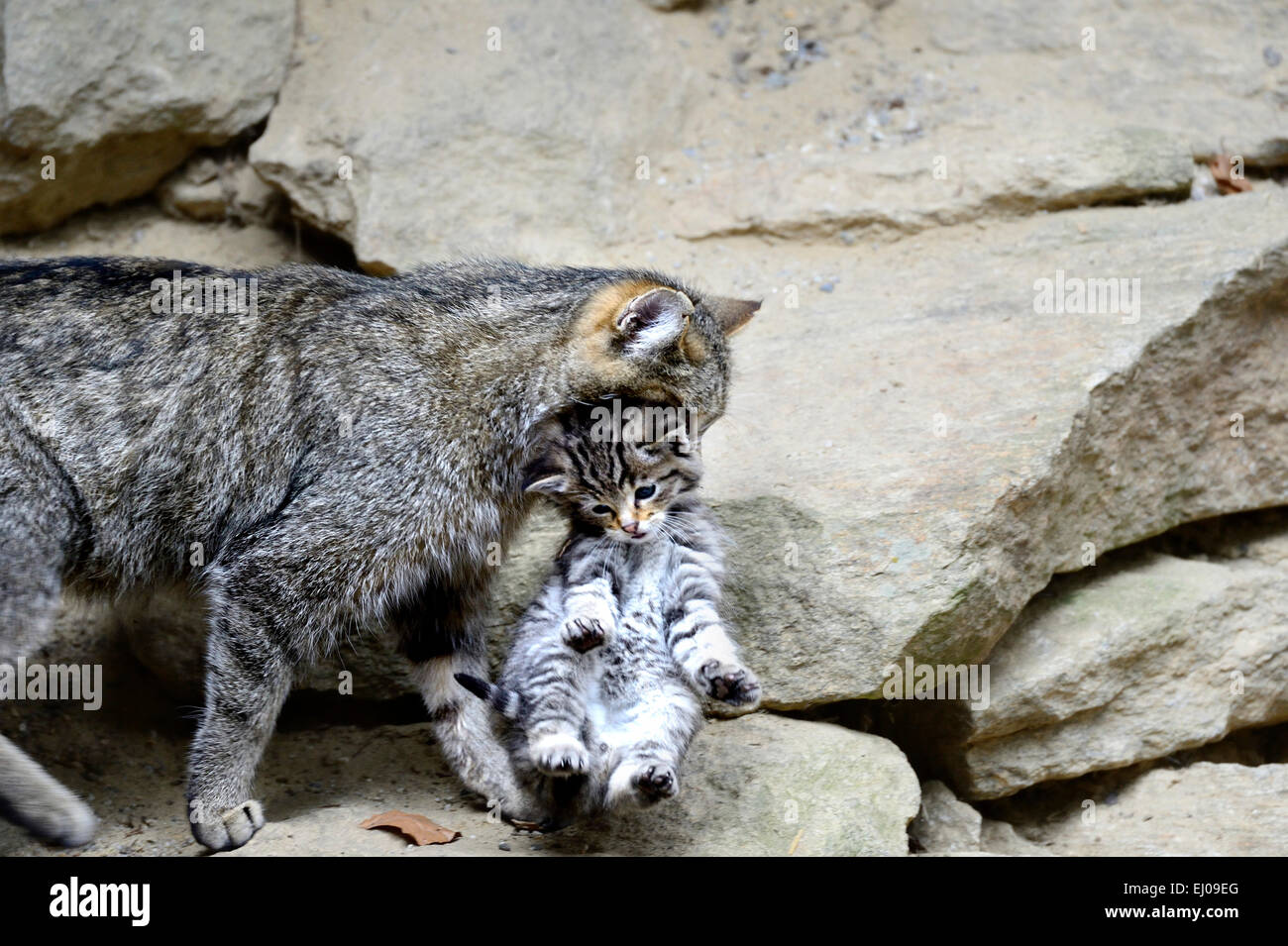 Wildcat, animal, Germany, Europe, predatory game, predator, predators, small cats, cats, cat