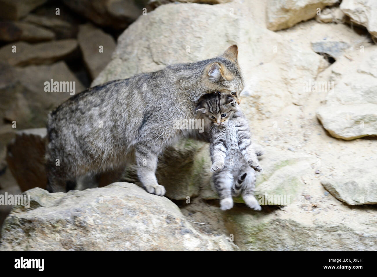 Wildcat, animal, Germany, Europe, predatory game, predator, predators, small cats, cats, cat