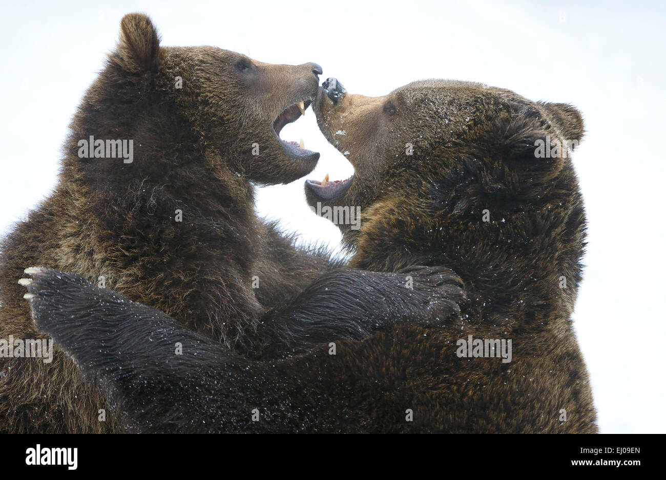 Brown bear, animal, Germany, Europe, European bear, European brown bears, predator, Ursus arctos, bear, bears, brown bear, predat Stock Photo