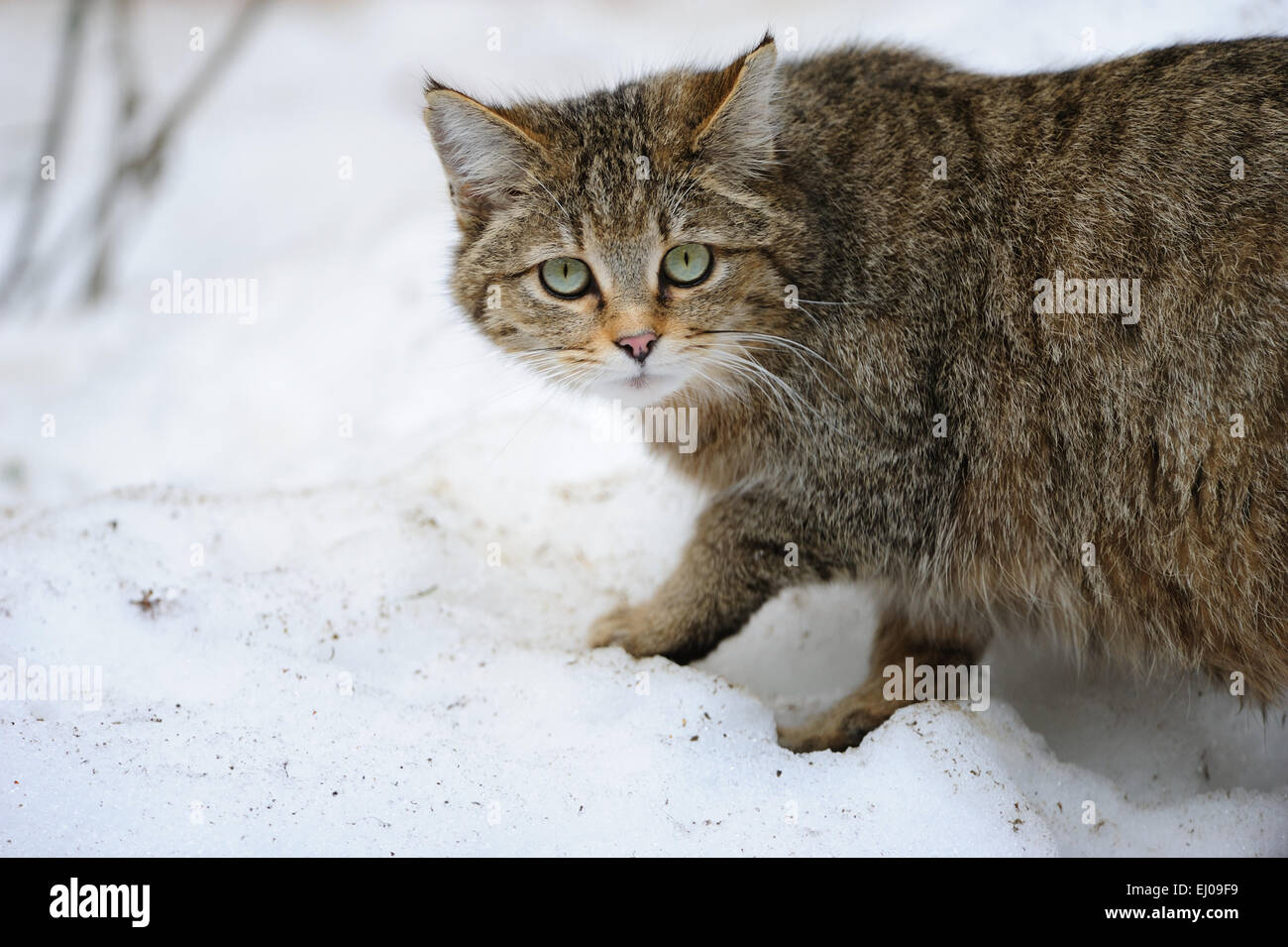 Wildcat, animal, Germany, Europe, predatory game, predator, predators, small cats, cats, cat