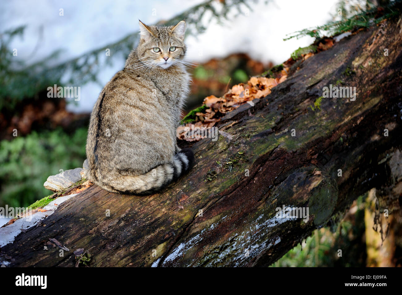 Wildcat, animal, Germany, Europe, predatory game, predator, predators, small cats, cats, cat