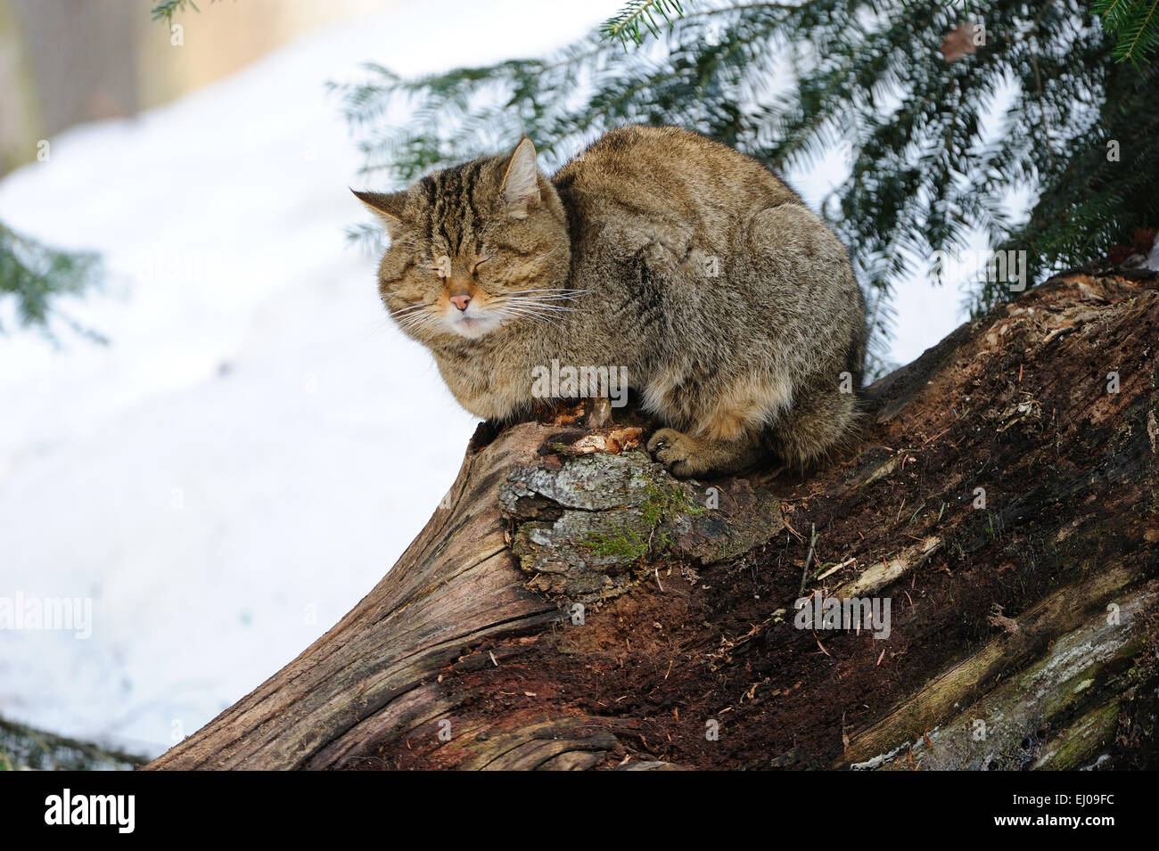 Wildcat, animal, Germany, Europe, predatory game, predator, predators, small cats, cats, cat