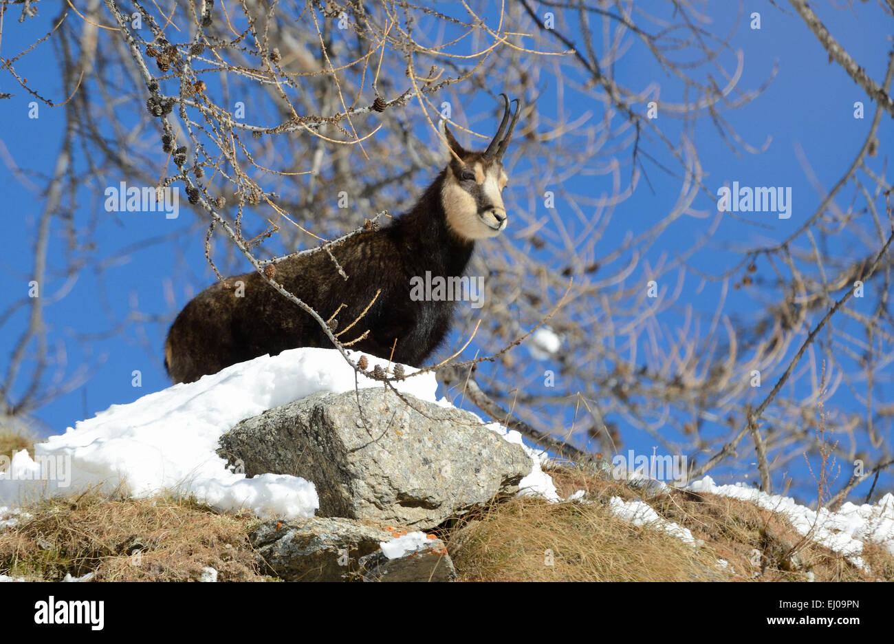 Chamois, mountain nanny goat, chamoises, Rupicapra, winter chamois, black, winter, animal, Germany, Europe, Stock Photo