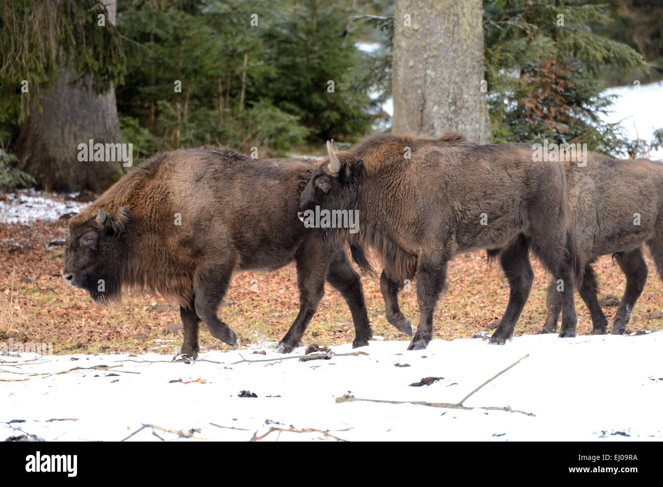 Bison, horns, cloven-hoofed animal, European bison, buffalo, cattle, ruminant, animal, Germany, Europe, rut Stock Photo