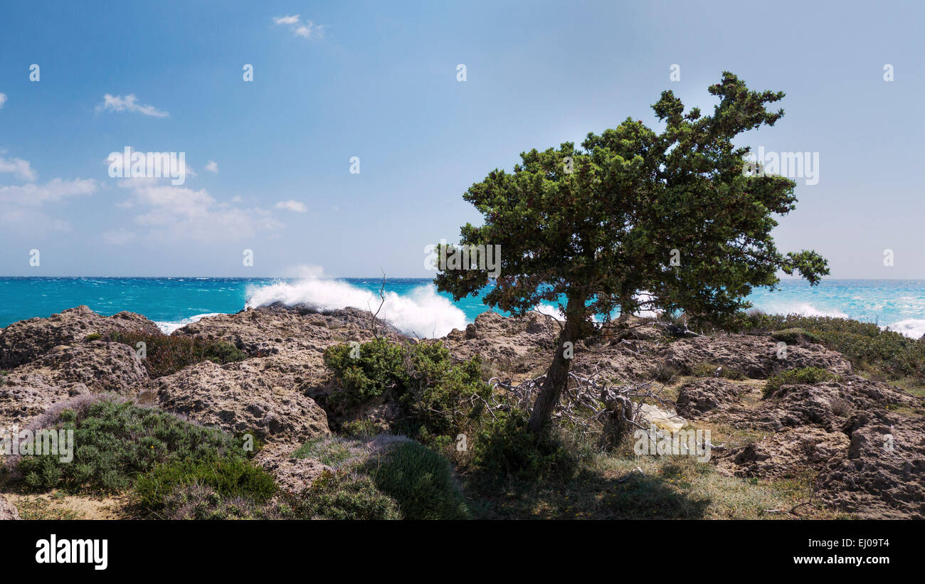 Tree, surf, bay, Cupressus sempervirens, rock coast, Greece, Europe, sky, Kandanos-Selino, Crete, coast, Mediterranean, sea, seas Stock Photo