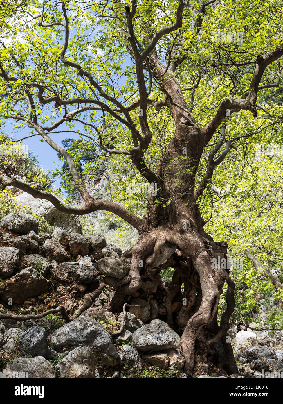 Tree, biotope tree, flora, Greece, Europe, coarse woody habitat, Crete, foliage tree, nature, plane tree, Platanus orientalis, gu Stock Photo