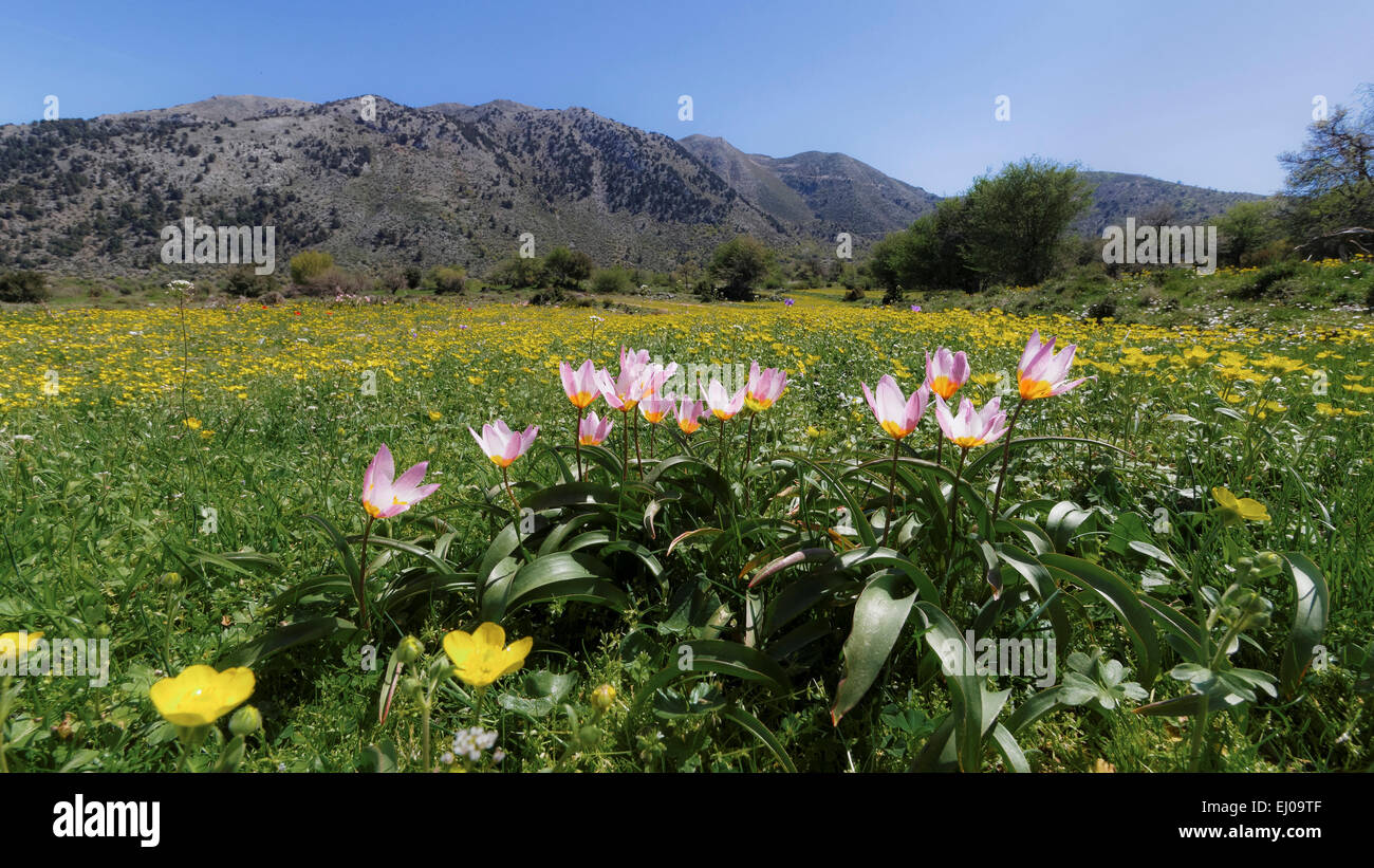 Baker's tulip, flower meadow, spring, Greece, Europe, crowfoot, plateau, island, isle, Crete, Lefka Ori, Mediterranean, nature, O Stock Photo