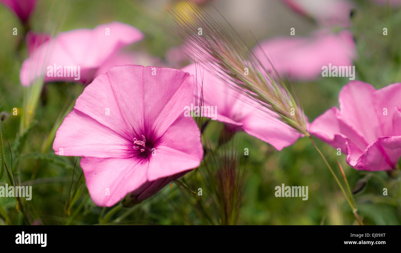 Angiospermae, flower, blossom, flourish, plant, botany, Convolvulaceae, Convolvulus althaeoides, morning glory, flora, floristics Stock Photo