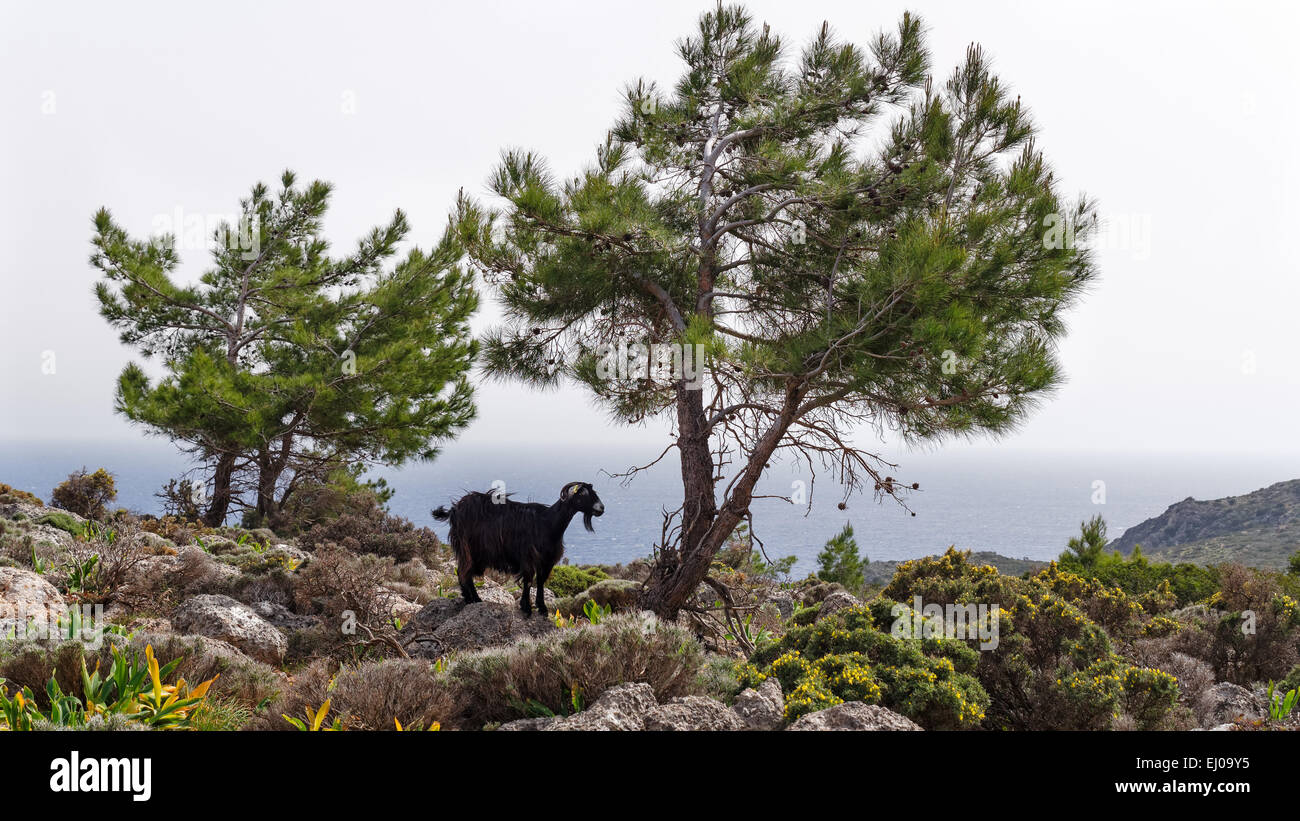 Tree, Brutia pine, pine, nanny-goat, Greece, Europe, domestic animal, pet, Calabrian pine, pine, conifer, Crete, coast, coastal s Stock Photo