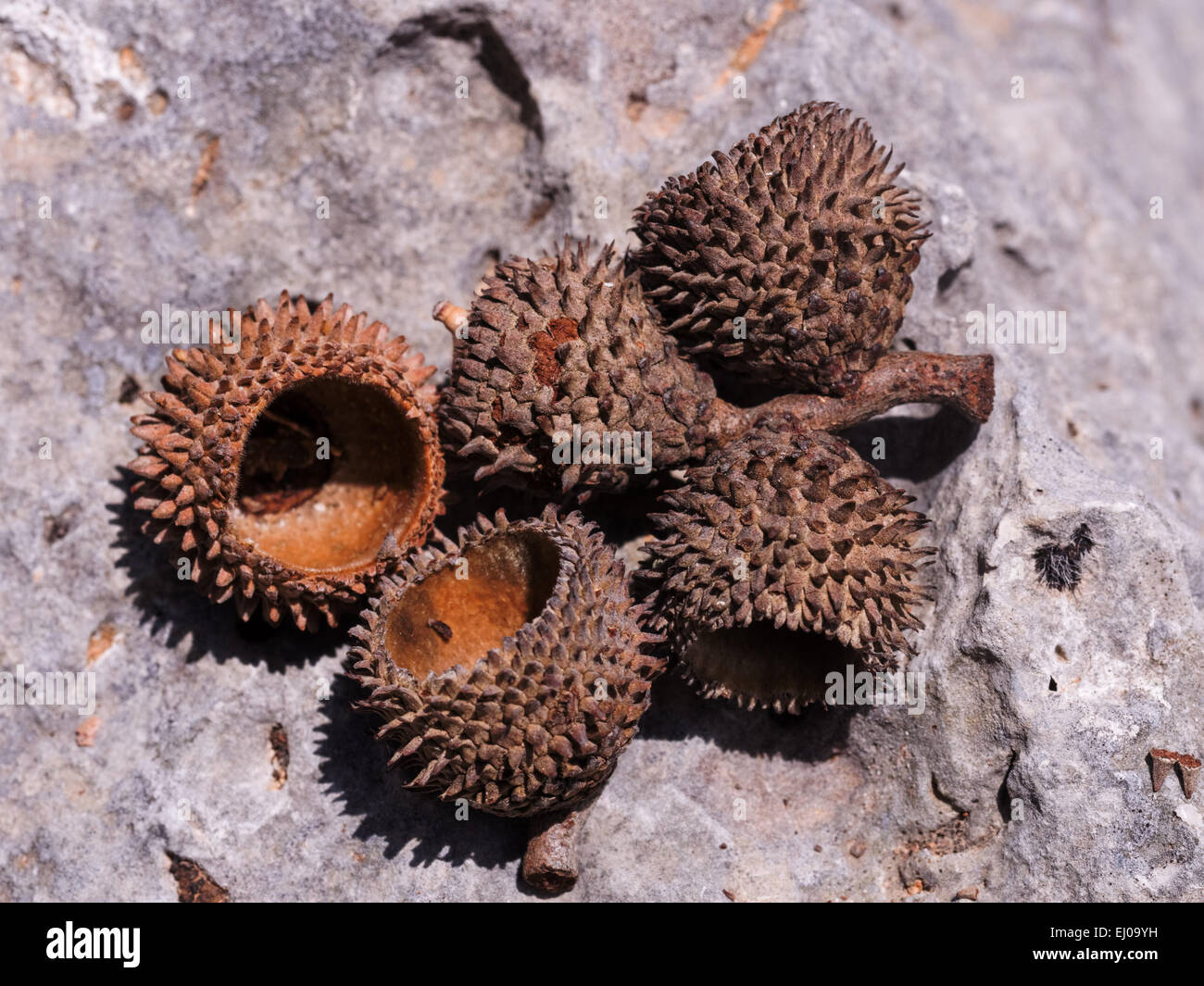 Beech Tree Seed High Resolution Stock Photography And Images Alamy Beech Tree Seed High Resolution Stock Photography And Images Alamy