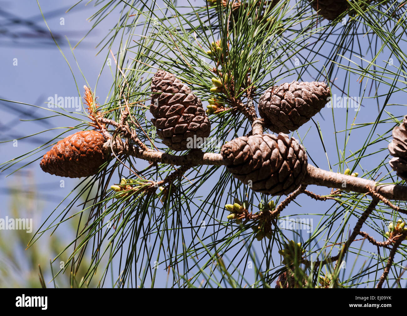 Brutia pine, pine, Calabrian pine, pine, conifer, needles, brooches, Pinus, Pinus brutia, seminal spreading, scales, cones, branc Stock Photo