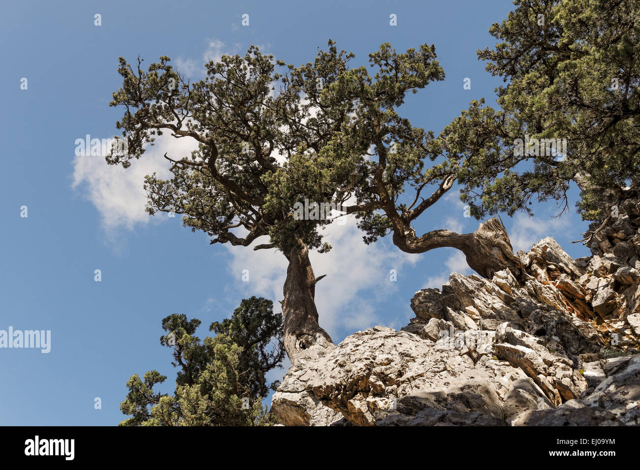Tree, Brutia pine, rock, cliff, pine, grove, Gymnospermae, Calabrian pine, pine, conifer, gymnosperm, conifer, Pinus brutia, wood Stock Photo