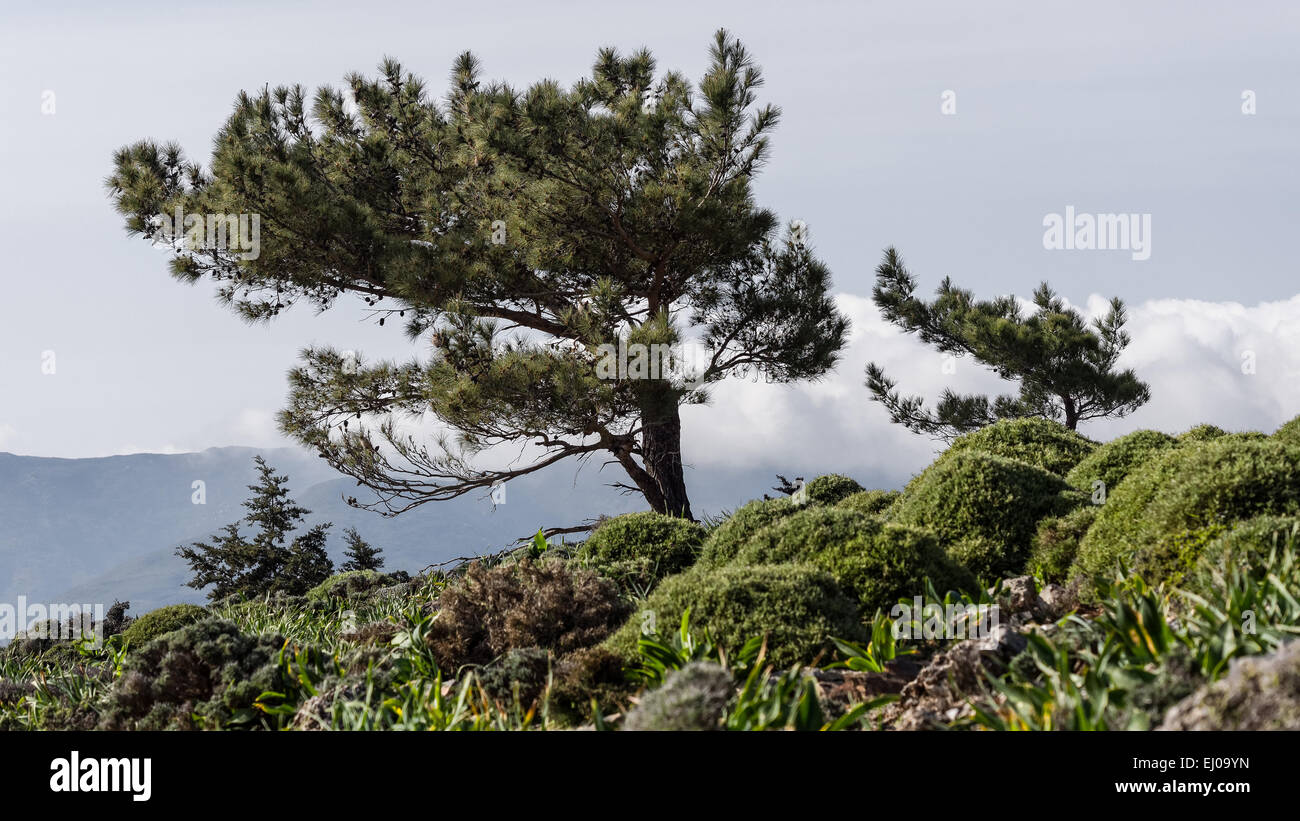 Tree, thorn cushion plant, thorn, shrub, pine, Greece, Europe, Calabrian pine, conifer, Crete, conifer, Phrygana, Pinus brutia, v Stock Photo