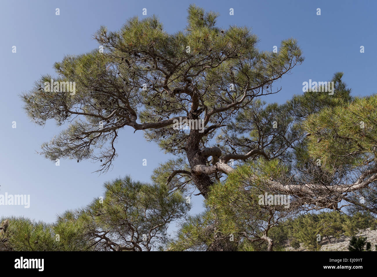 Tree, Brutia pine, pine, Gymnospermae, Calabrian pine, pine, conifer, gymnosperm, conifer, Pinus brutia Stock Photo