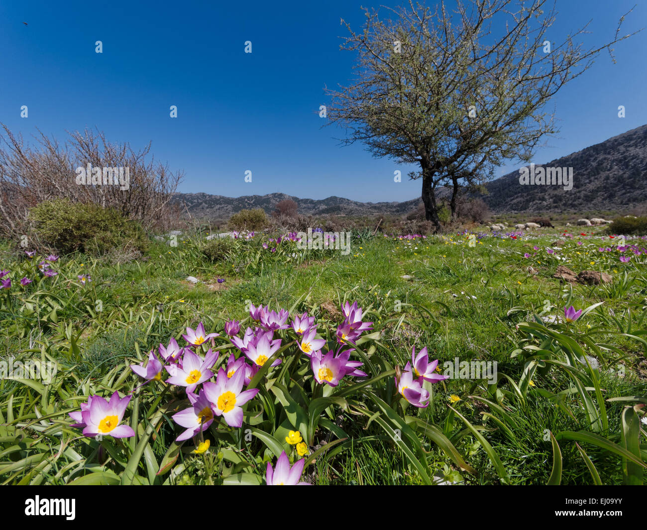 Baker's tulip, tree, flora, spring, spring flora, Greece, Europe