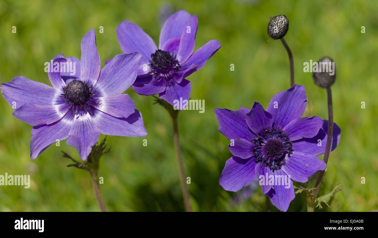 Anemone, anemone coronaria, Angiospermae, flower, blossom, flourish, petal, petals, plant, flora, spring flora, crowfoot plants, Stock Photo