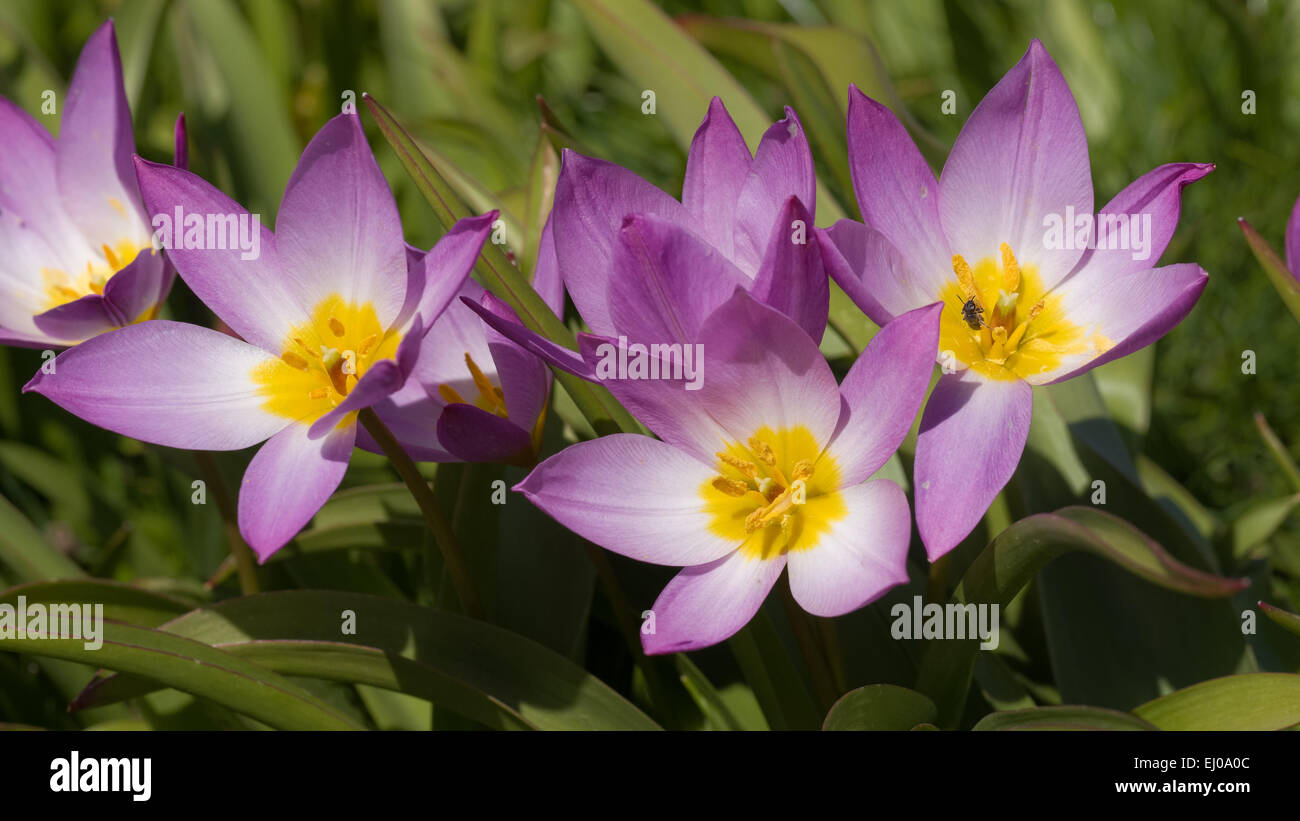 Baker's tulip, flower, blossom, flourish, petal, petals, flora, spring flora, Yellow, petals, Liliaceae, lilies, Perigon, Rose, s Stock Photo