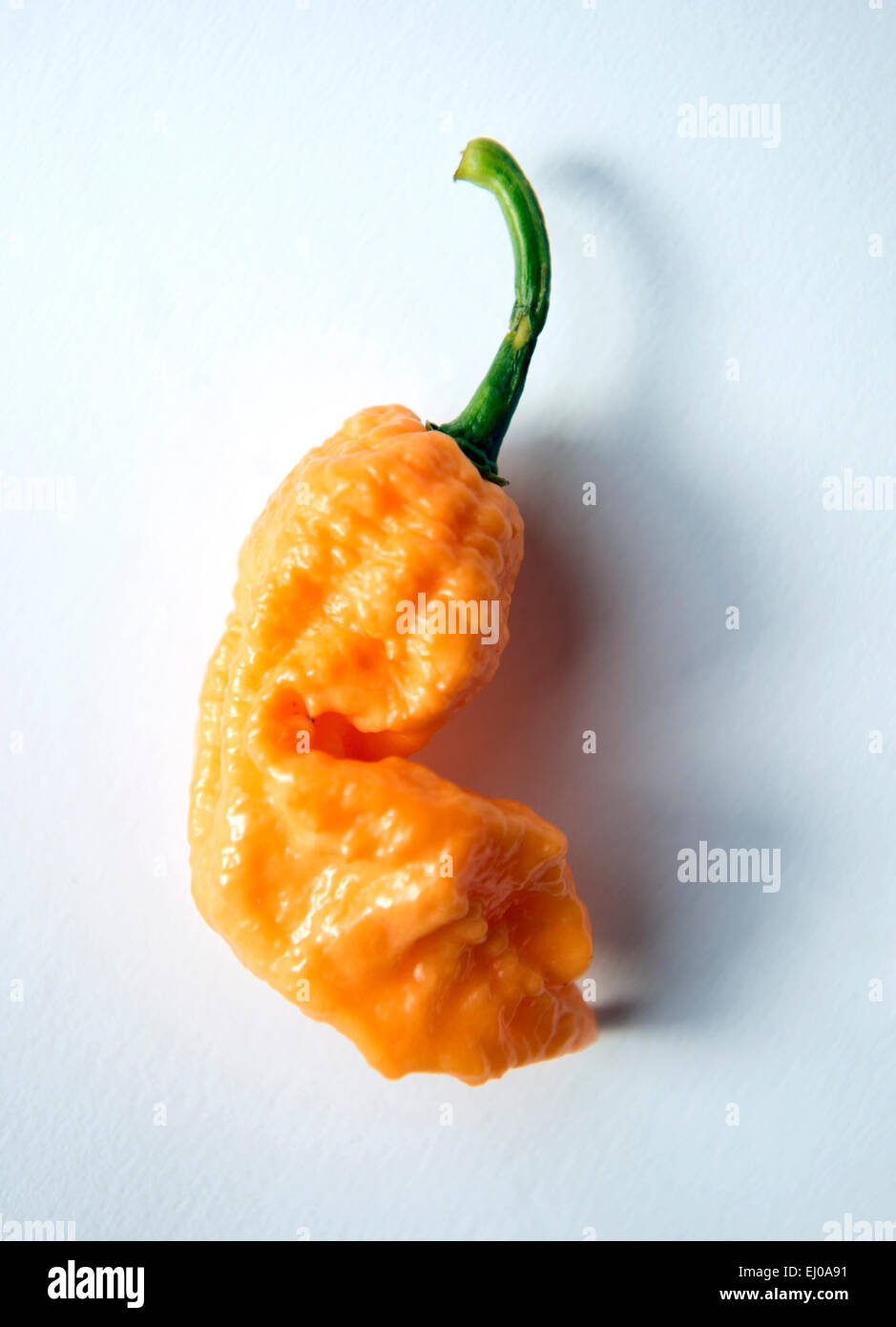 Re. The Clifton Chilli Club from Bristol meeting at the Dovercourt Allotments - A Peach Ghost Scorpion. Stock Photo