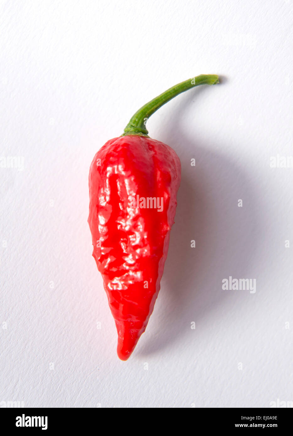 Re. The Clifton Chilli Club from Bristol meeting at the Dovercourt Allotments - A Dorset Naga. Stock Photo