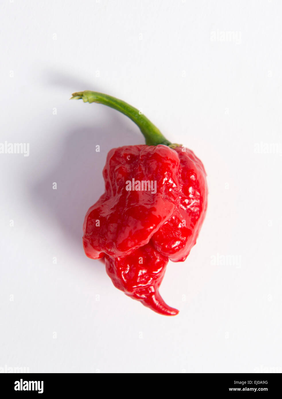 Re. The Clifton Chilli Club from Bristol meeting at the Dovercourt Allotments - A Trinidad Moruga Scorpion. Stock Photo